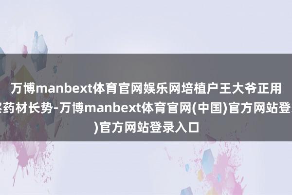 万博manbext体育官网娱乐网培植户王大爷正用心检察药材长势-万博manbext体育官网(中国)官方网站登录入口